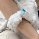 리즈동물병원 | [24시청주동물병원] “다옴동물의료센터” 열 살 강아지 첫 스케일링, 발치 후기(내돈내산)