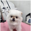 예쁘개 반려견미용샵 이미지