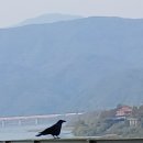 트럼프는 관세라는 핵무기 이상의 것을 동원할 뿐 ..상당한 자유무역주의자... 이미지