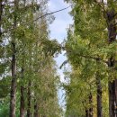 메타세쿼이아길 공중화장실 이미지