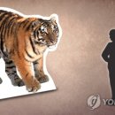 호랑이 이미지