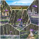 자연알로(서천) 이미지