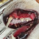 마음을 읽어주는 마음동물병원 이미지