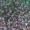 바늘꽃 - 평택시 | 바늘꽃