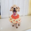 그루밍독스 이미지