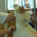 화이트그루밍 이미지