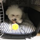 강아지 꼬야 이미지