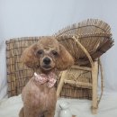 크라운독 이미지