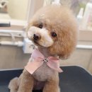 퍼피스캔들 이미지