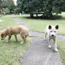 개밥맛집 이미지