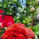 로젠하임 이미지