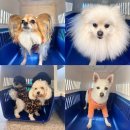 놀러오개 불로점 이미지