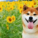꽃개 이미지