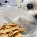 우프밀(woofmeal) 이미지