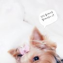 새벽