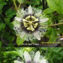 수정-128 이미지