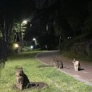 수빈민박 네이버블로그