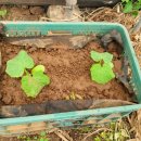 하모리-15 이미지