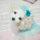 파마