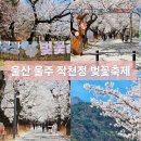 삼남면작천정운동장 운동시설 | 울산 울주 작천정 벚꽃길 벚꽃축제 기간 주차장 개화 상황
