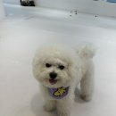 아웃독(OUT DOG) 이미지