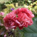 러블리 몽 이미지