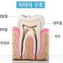 참고운치과의원 | 재신경 치료 후기 I 임플란트 보다는 내 소중한 치아 보호_통증, 후기, 실비보험, 치과 후기