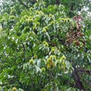 해일목장 이미지