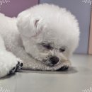 반려담애견유치원 이미지