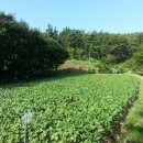 만리포헛개나무농장 이미지