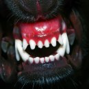 참누리동물병원 이미지