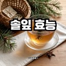 장수약국 | 솔잎 효능 | 솔잎이란 | 영양성분 | GI 당뇨지수 | 칼로리 | 동의보감