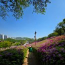 (주)사랑교통 | [경기 군포] 군포 철쭉 동산/군포 막바지 철쭉 축제 다녀온 후기/대중교통 이용방법