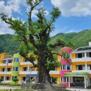 정선초등학교 이미지