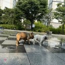 도그랩 이미지