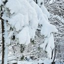 아름다운 설악 춘설(春雪) 이미지