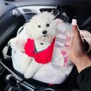 행복한자동차 | 자동차 실내세차, 루미너스 블랑 세정제 오염제거 후기