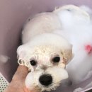 참견(犬) 이미지