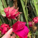 용화 농장 이미지