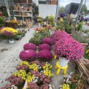 금송주유소 | 대전 꽃집 추천 금송 꽃 도매 농원 내돈내산 후기 (feat. 반려식물 데려오기 대전 화훼단지 꽃집 추천...