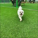 견인지역 애견운동장 유치원 김포점 이미지