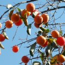 황간고등학교 이미지