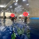 [서울스쿠버교육] 블루핏다이브 PADI오픈워터 수영장교육