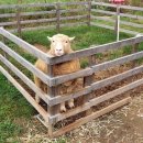 나눔염소농장 이미지