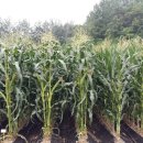 괴산군농업연구소 이미지