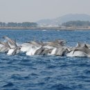 돌고래카 이미지