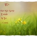 풀꽃3