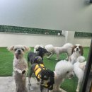 허니바우 이미지