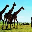 세렝게티 이미지