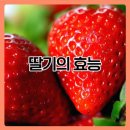 딸기짐 이미지